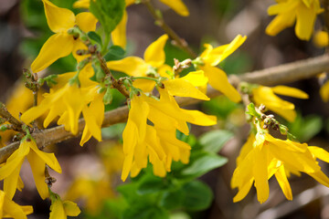 Yellow forsythia blooming in spring sunshine
