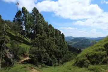 tress in the middle of the trail