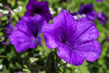 Closeup of a purple petunia blossum