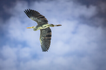 Grey heron (Ardea cinerea). Flying against blue sky. Grey heron flying across the blue cloudy sky. Tropical nature, wildlife. Flying bird