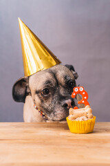 Dog celebrating birthday