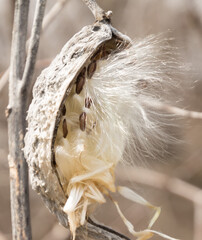 Milkweed pod displaying fluffy seeds
