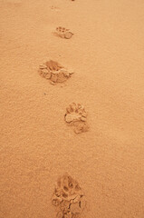 Pegada de Onça pintada nas Dunas do Jalapão - Parque Estadual do Jalapão