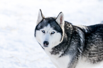 Portrait of a Siberian husky, friendship forever. Pet. Husky