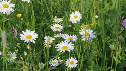 flower, nature, daisy, meadow, grass, summer, field, green, spring, white, flowers, daisies, plant, chamomile, yellow, camomile, garden, blossom, bloom, beauty, floral, flora, wild, wildflower, season