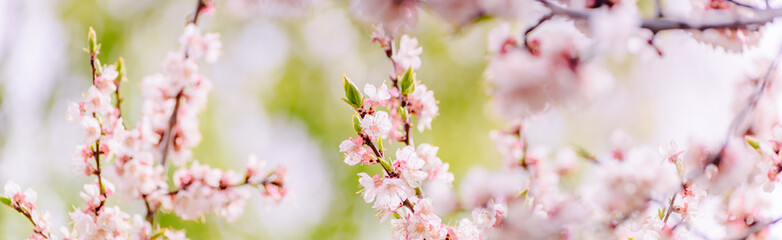Beautiful panoramic spring scenery with cherry blossom and bokeh background