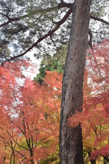 日本の紅葉