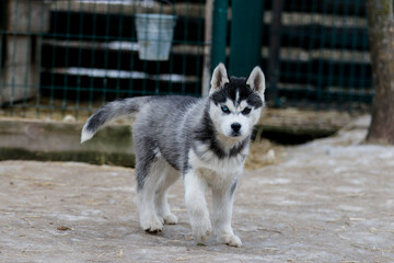 Portrait of a Siberian husky, friendship forever. Pet. Husky