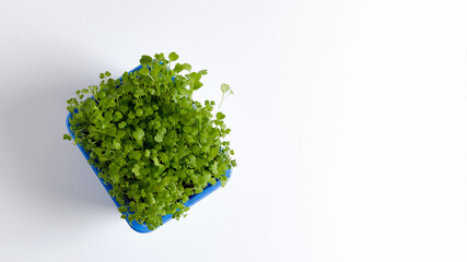 Young microgreen rucola grew at home on a white background, flat layout, copy text, selective focus,