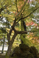 Fototapeta premium 日本の紅葉