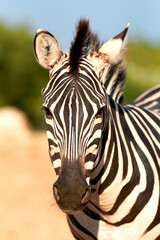 portrait of zebra © Viviana