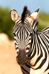 Foto op Canvas portret van zebra © Viviana