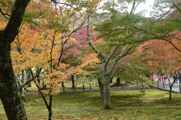 Fototapeta premium 日本の紅葉
