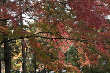 日本の紅葉
