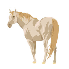 beautiful light beige horse on a white background. Horseback riding. farm. poster card with horses