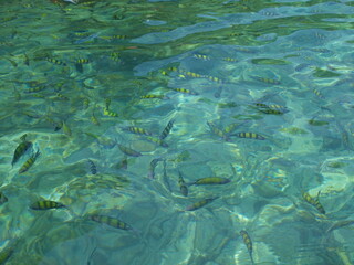 Fish in Thailand