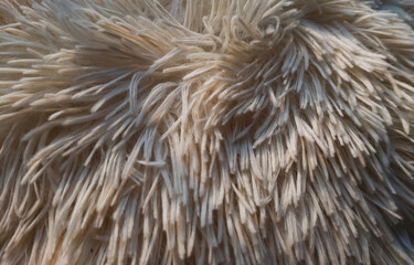 close up of a fur texture