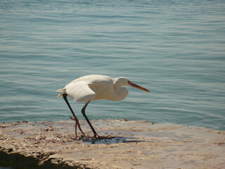 белая цапля на берегу моря