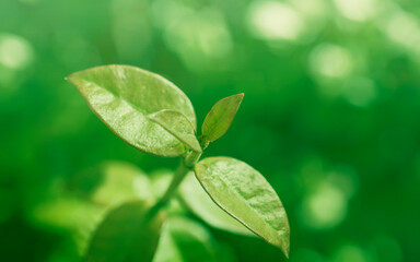 Close-up of jasmine leaves, natural background