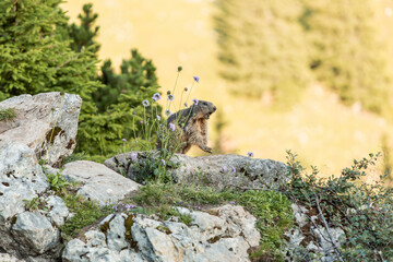 Alpine marmot between flowers