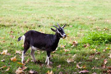 Fototapeta premium Goat in a farm field in Parco di Monza Italy