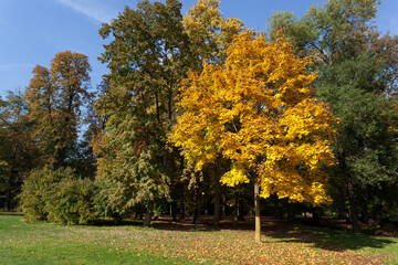 Naklejka premium Autumn scene in the Parco di Monza Italy
