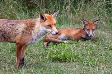 Two foxes