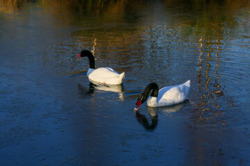 A pair of Black_necked Swans (cygnus melancoryphus) on an icy lake