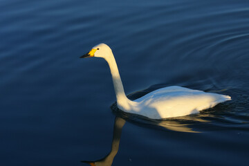 Bewick's Swan