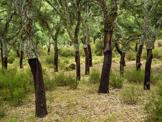 Cork trees in the Sierra de Grazalema, near Ubrique, Andalusia, Spain