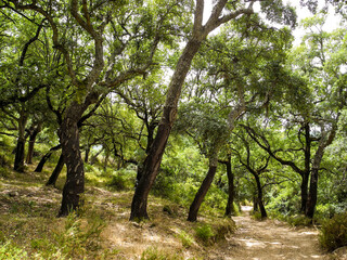 Cork trees in the Sierra de Grazalema, near Ubrique, Andalusia, Spain