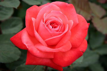 A beautiful red Rose (rosa) on display at Butchart Gardens