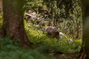 Naklejka na ściany i meble Alpine ibex (Capra ibex) in the high mountains between mountain pines