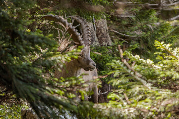 Alpine ibex (Capra ibex) in the high mountains between mountain pines