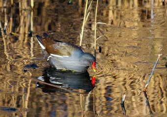Common Moorhen (Gallinula chloropus) in golden reflections
