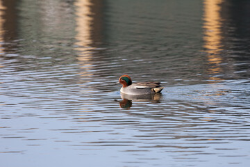 Common Teal (Anas crecca) swimming across a lake