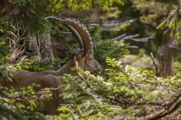 Alpine ibex (Capra ibex) at Benediktenwand mountain, Bavaria, Germany
