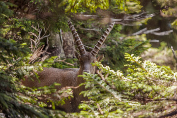 Alpine ibex (Capra ibex) in the high mountains between mountain pines