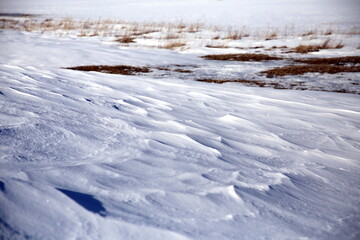 Ground covered by snow and vegetation resistant to low temperatures, in winter