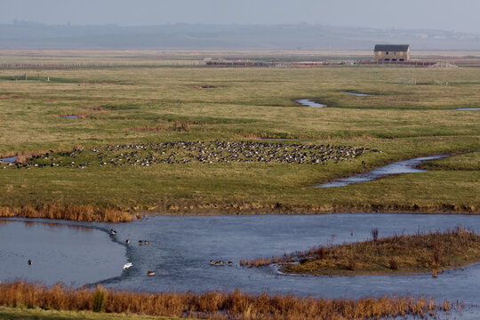 Elmley Marshes