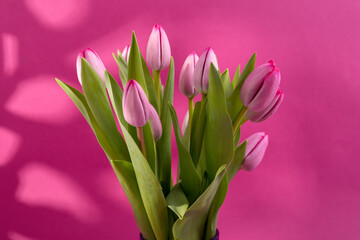 Pink Tulips, Beautiful and gentle in the banner design with a pink background. Spring seasonal holidays backdrop.
