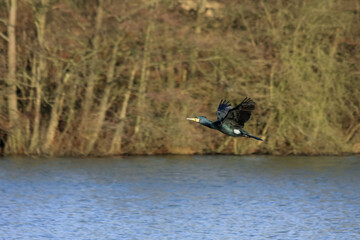Great Cormorant (Phalacrocorax carbo)
