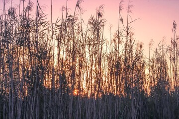 sunset shining through tall swamp grass