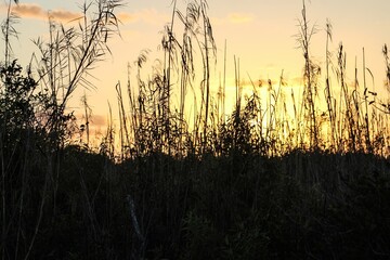 sunset shining through tall swamp grass