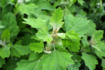In nature, the grows orach (Chenopodium album)