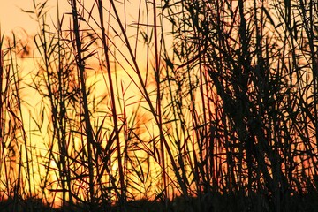sunset shining through tall swamp grass