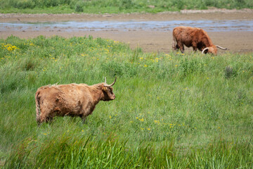 Highland Cattle