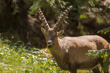 Alpine ibex (Capra ibex) in the high mountains between mountain pines