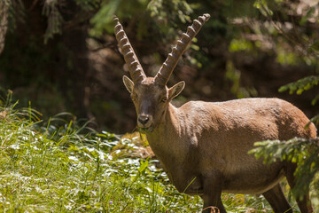 Alpine ibex (Capra ibex) in the high mountains between mountain pines