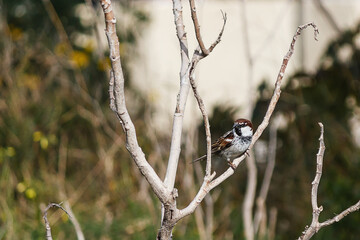 bird on a tree